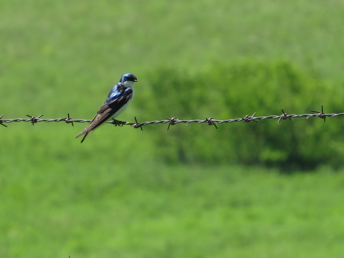 Golondrina Bicolor - ML620247515