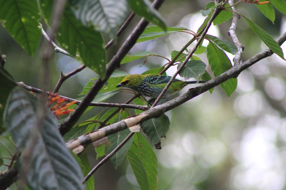 Speckled Tanager - ML620247524