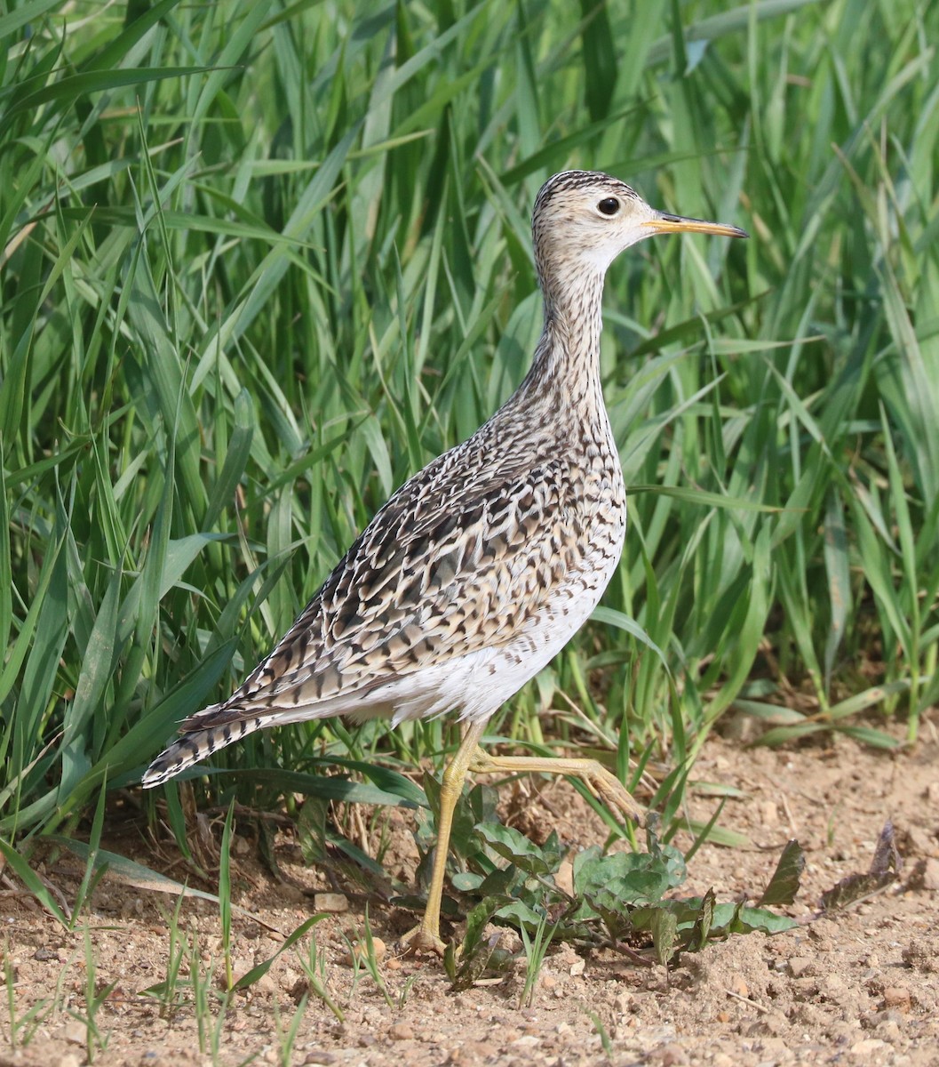 Upland Sandpiper - ML620247532