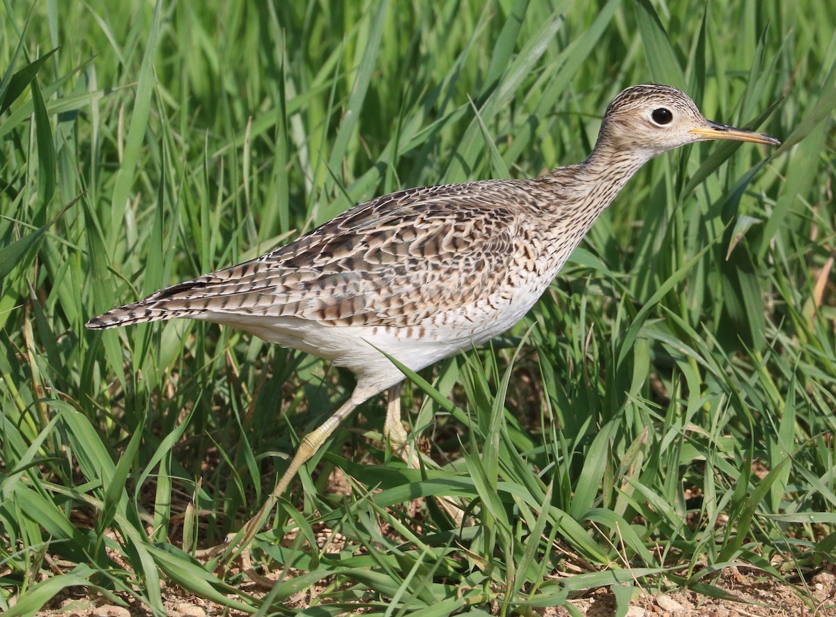 Upland Sandpiper - ML620247534