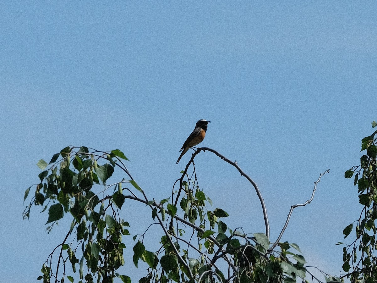 Common Redstart - ML620247541