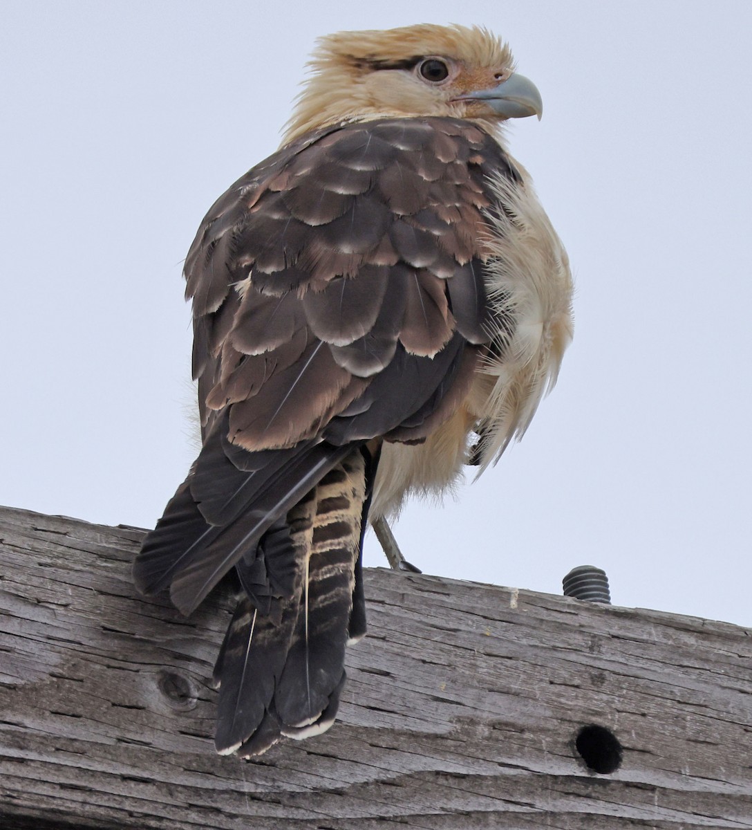 Caracara à tête jaune - ML620247555