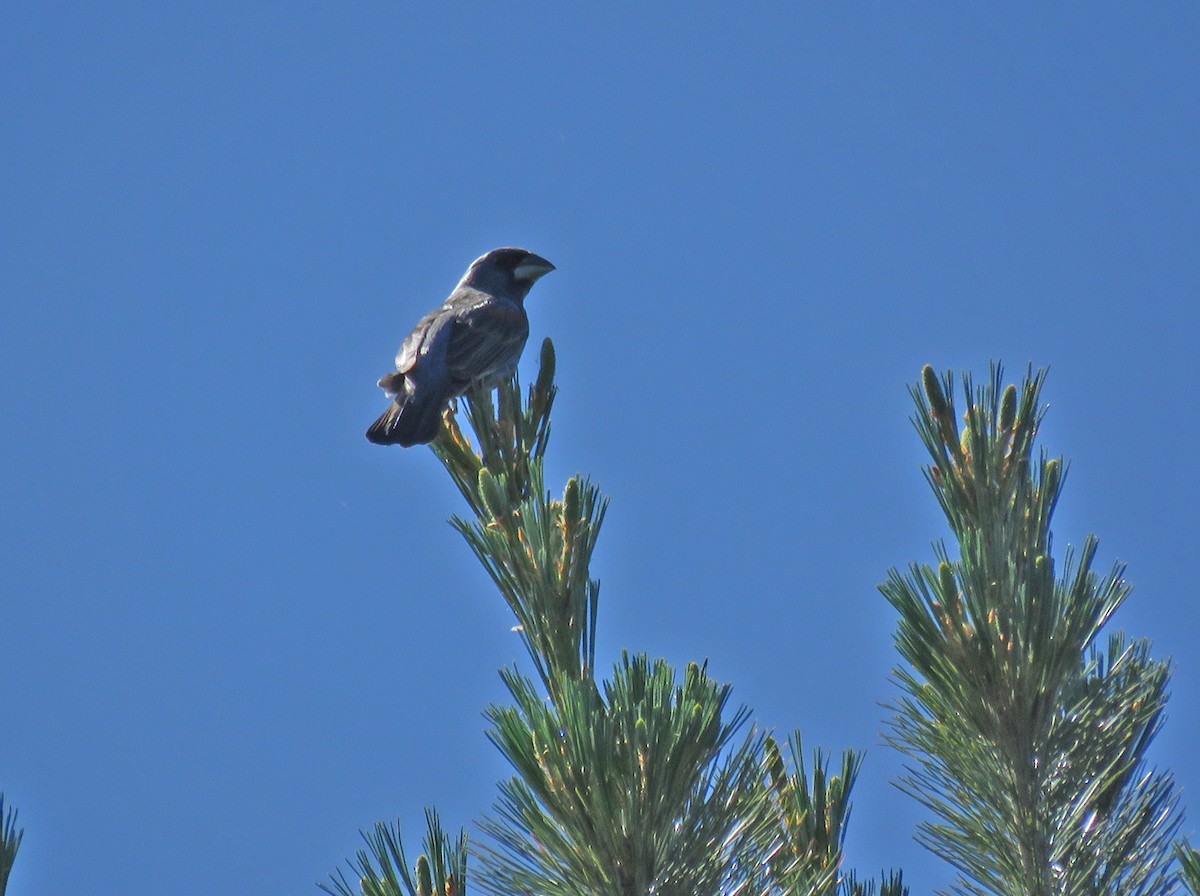 Blue Grosbeak - ML620247566