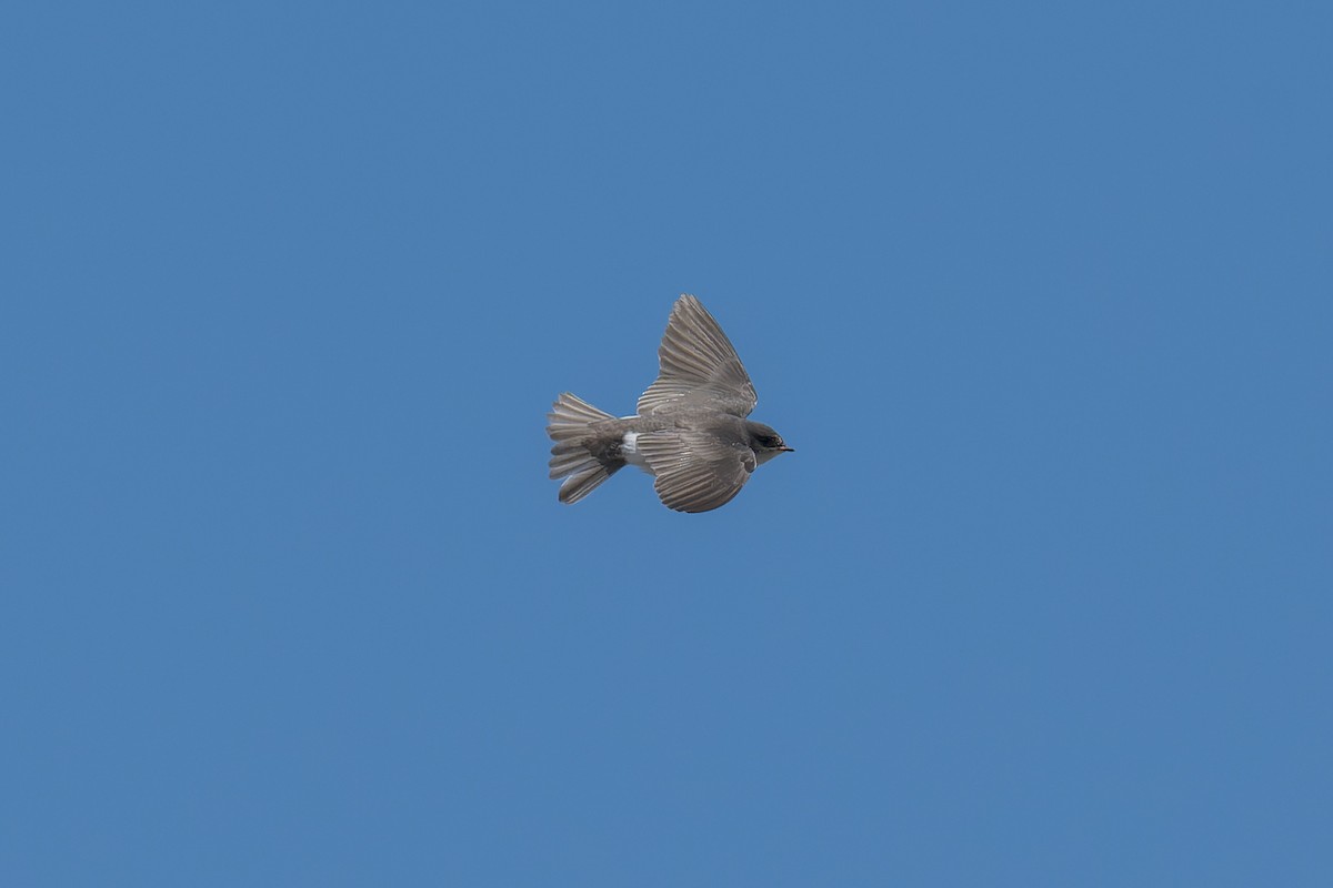 Golondrina Bicolor - ML620247569