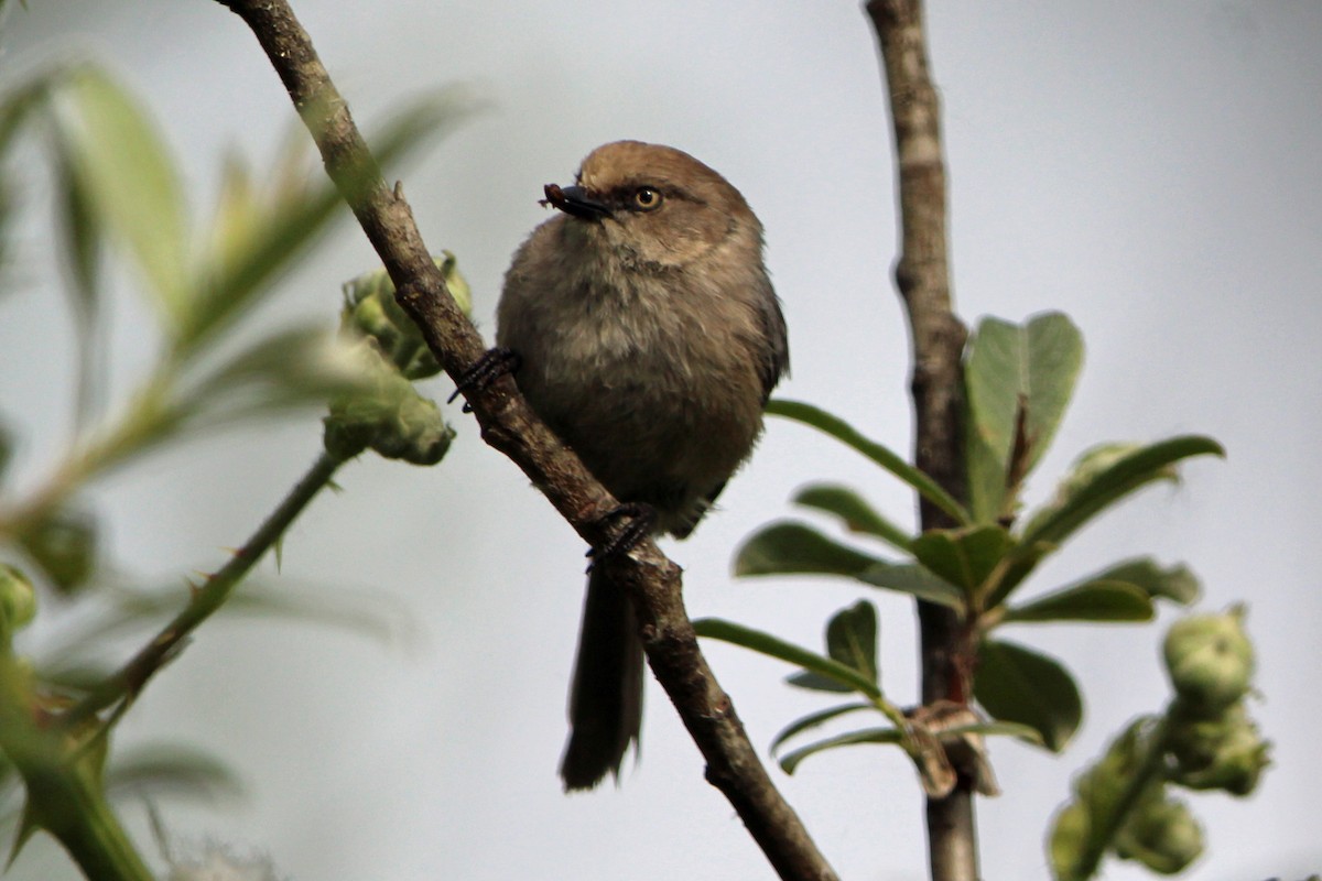 Bushtit - ML620247576