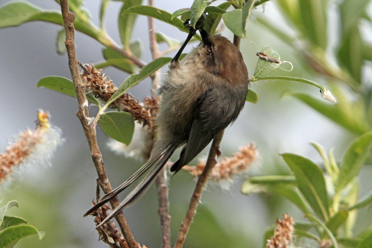 Bushtit - ML620247579