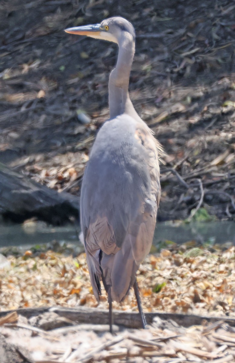 Great Blue Heron - ML620247582