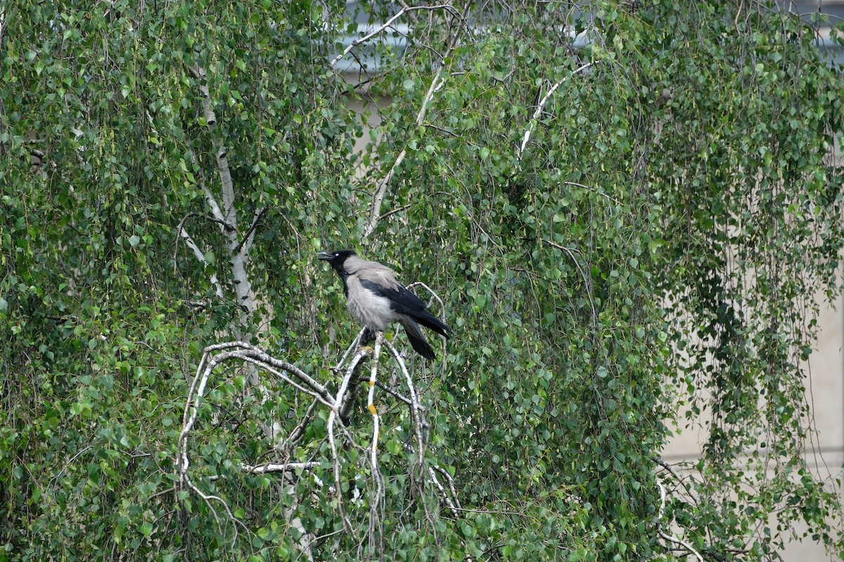 Hooded Crow - ML620247587