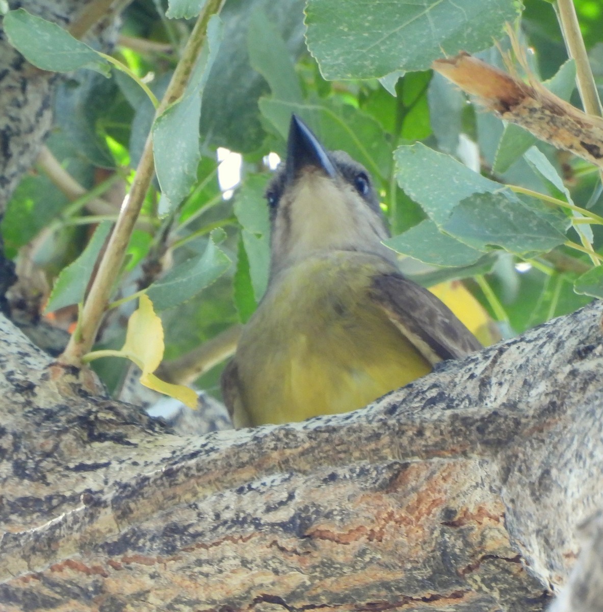 Tropical Kingbird - ML620247589