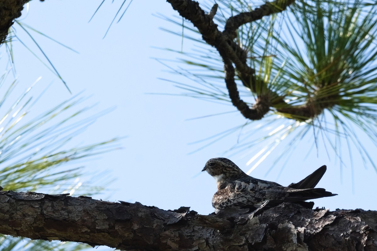 Common Nighthawk - ML620247590