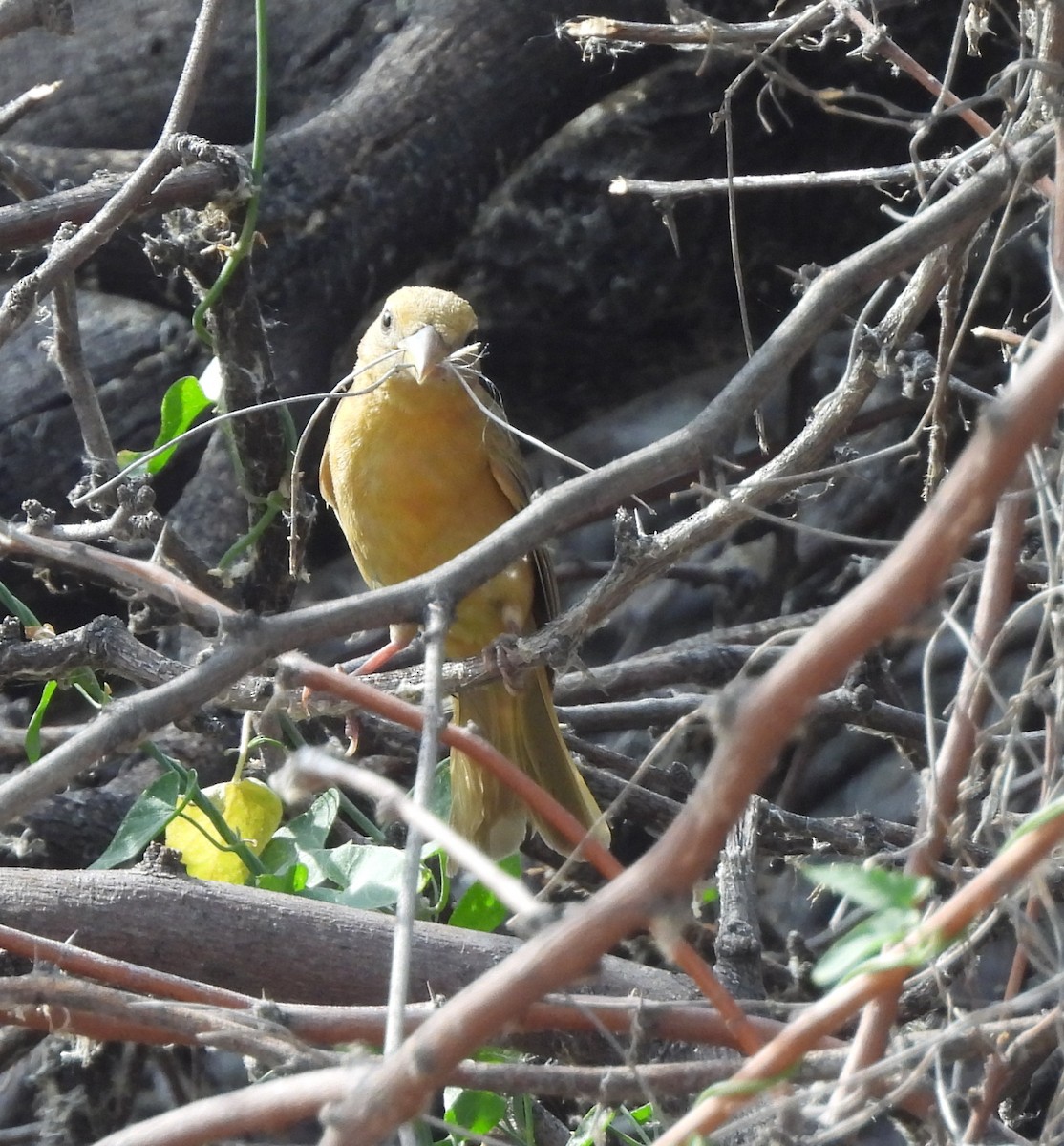 Summer Tanager - ML620247598