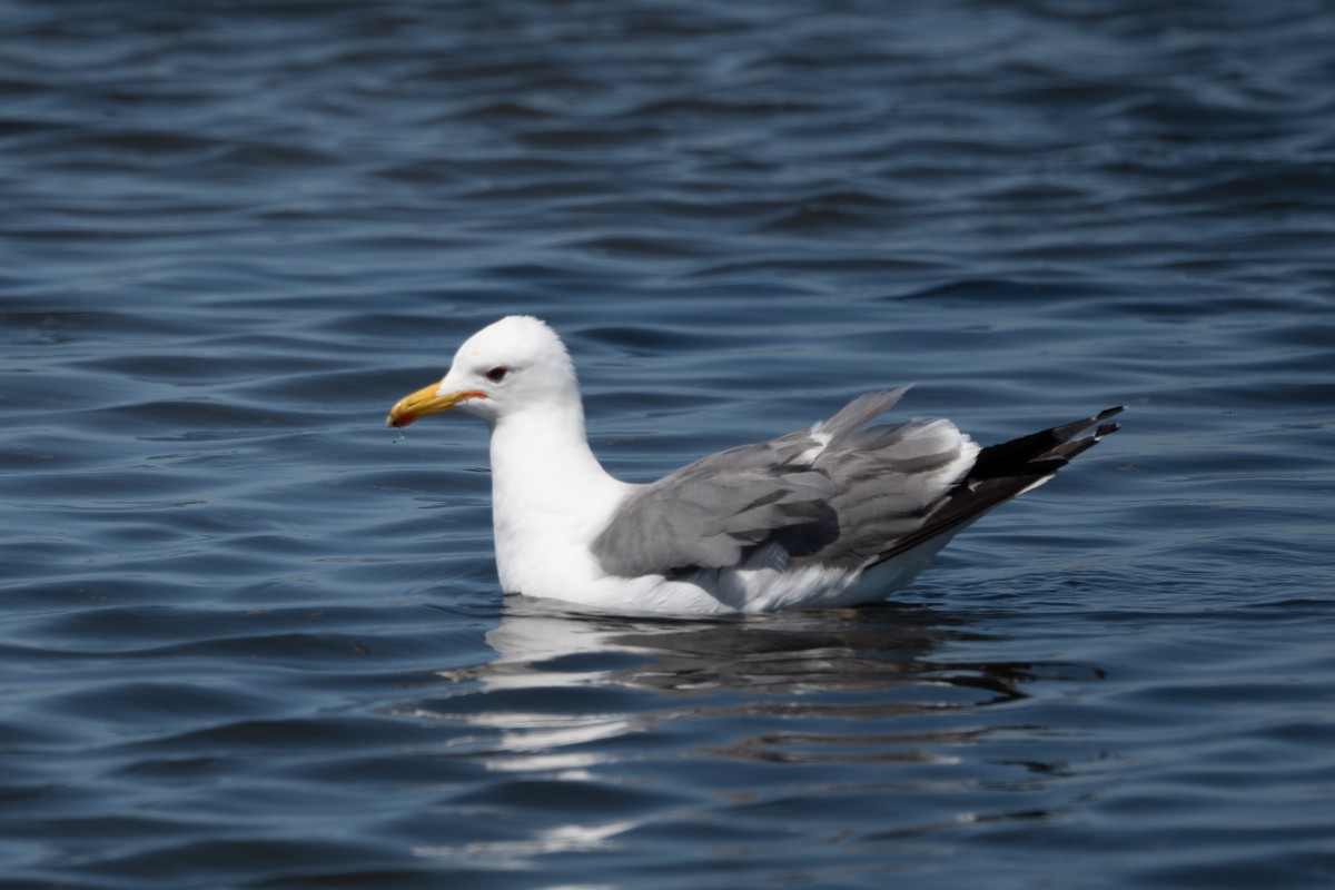 California Gull - ML620247605