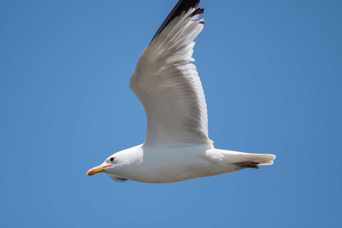 California Gull - Steve Pearl