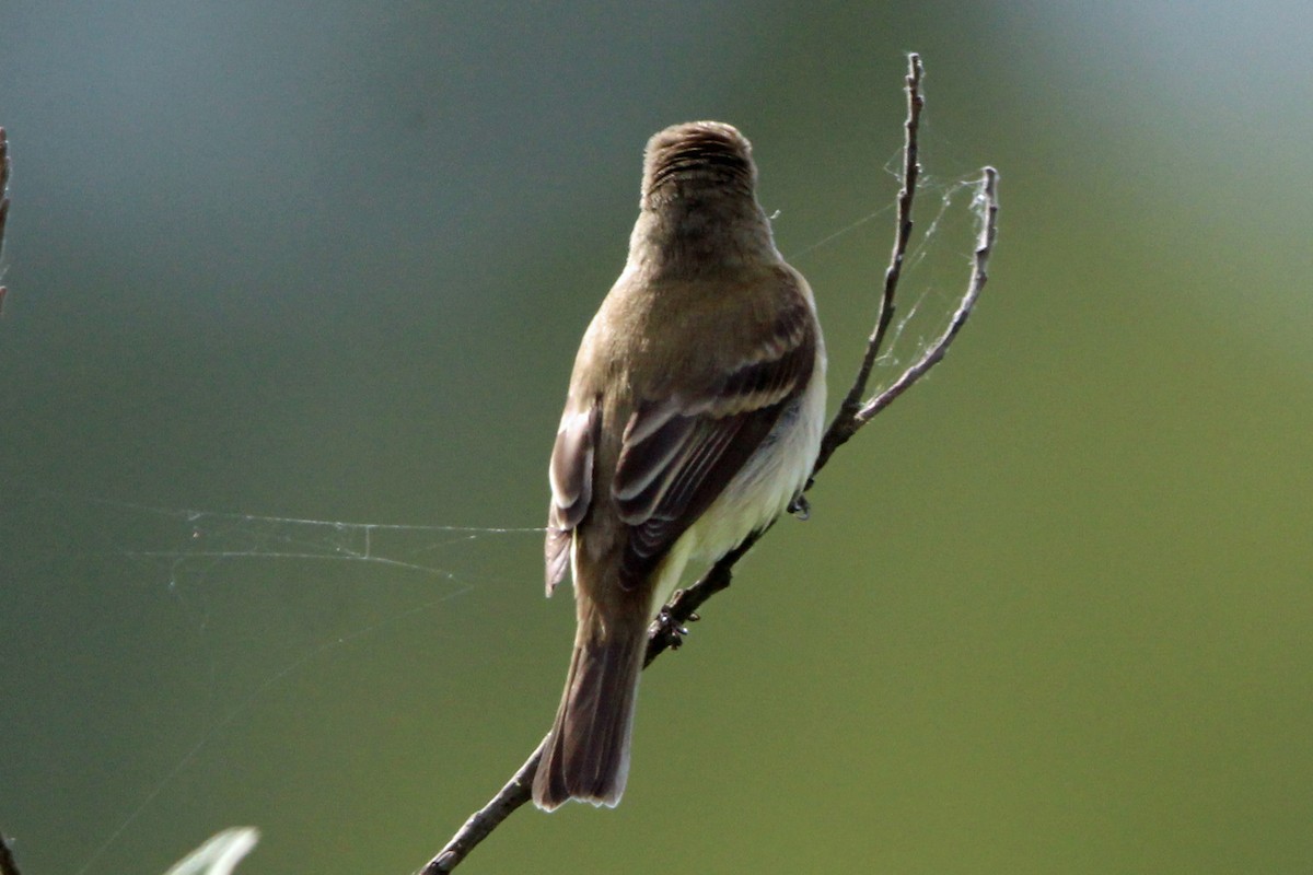 Willow Flycatcher - ML620247612