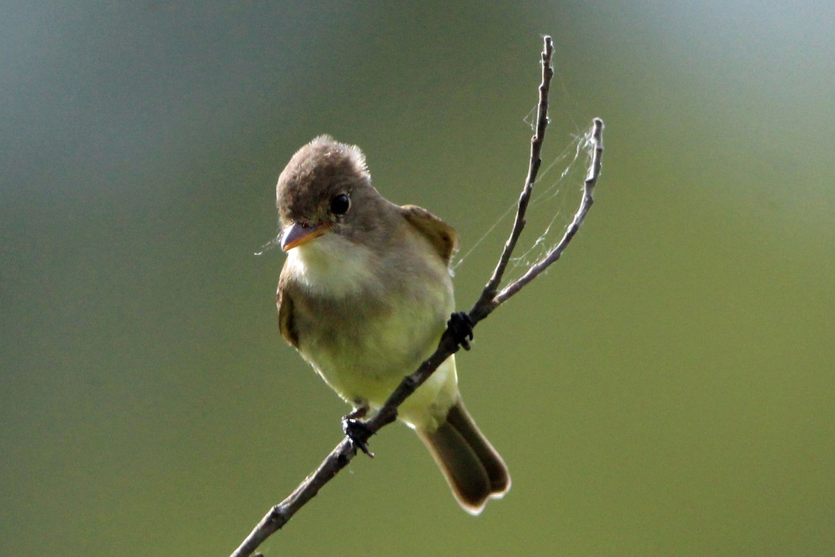 Willow Flycatcher - ML620247613