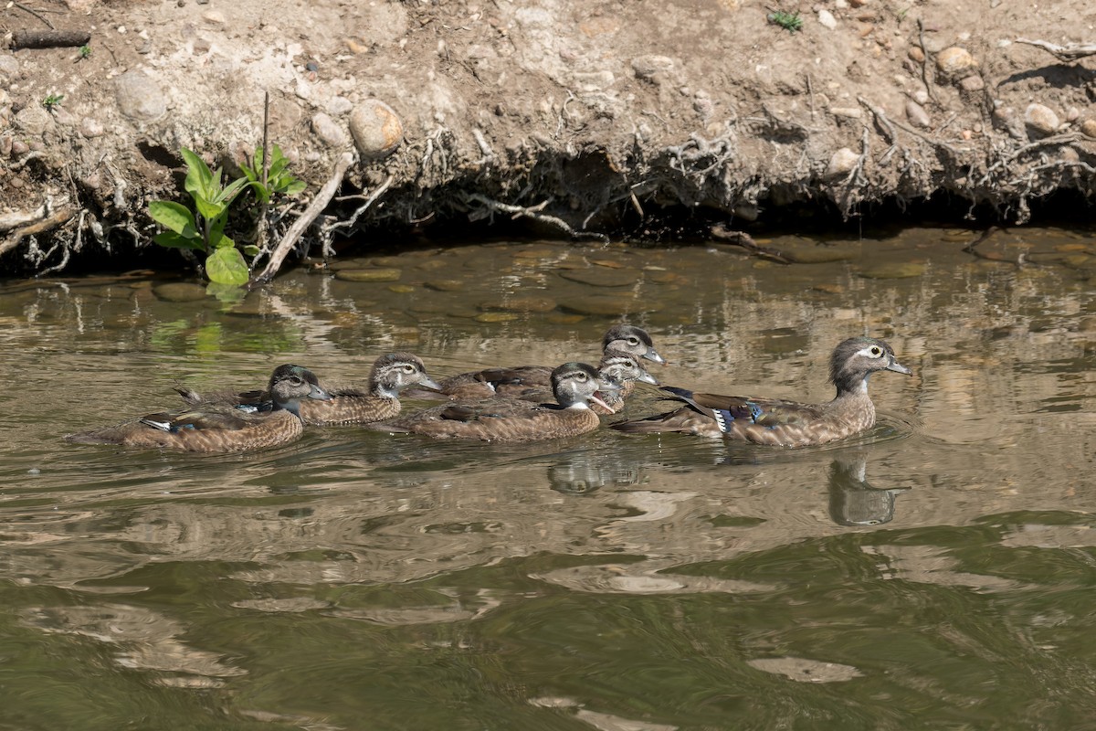 Wood Duck - ML620247621