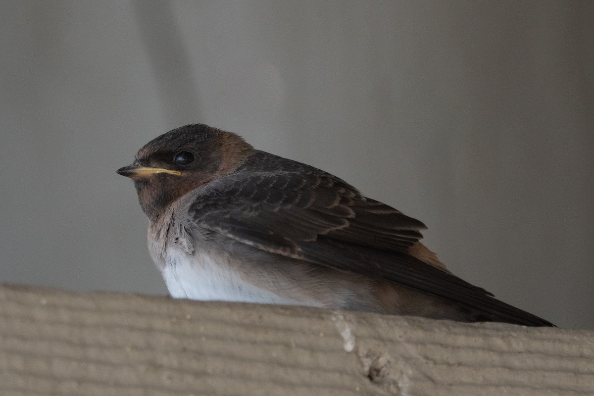 Cliff Swallow - ML620247624