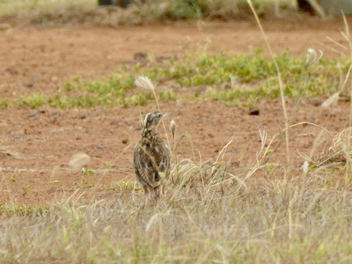 Western Meadowlark - ML620247630