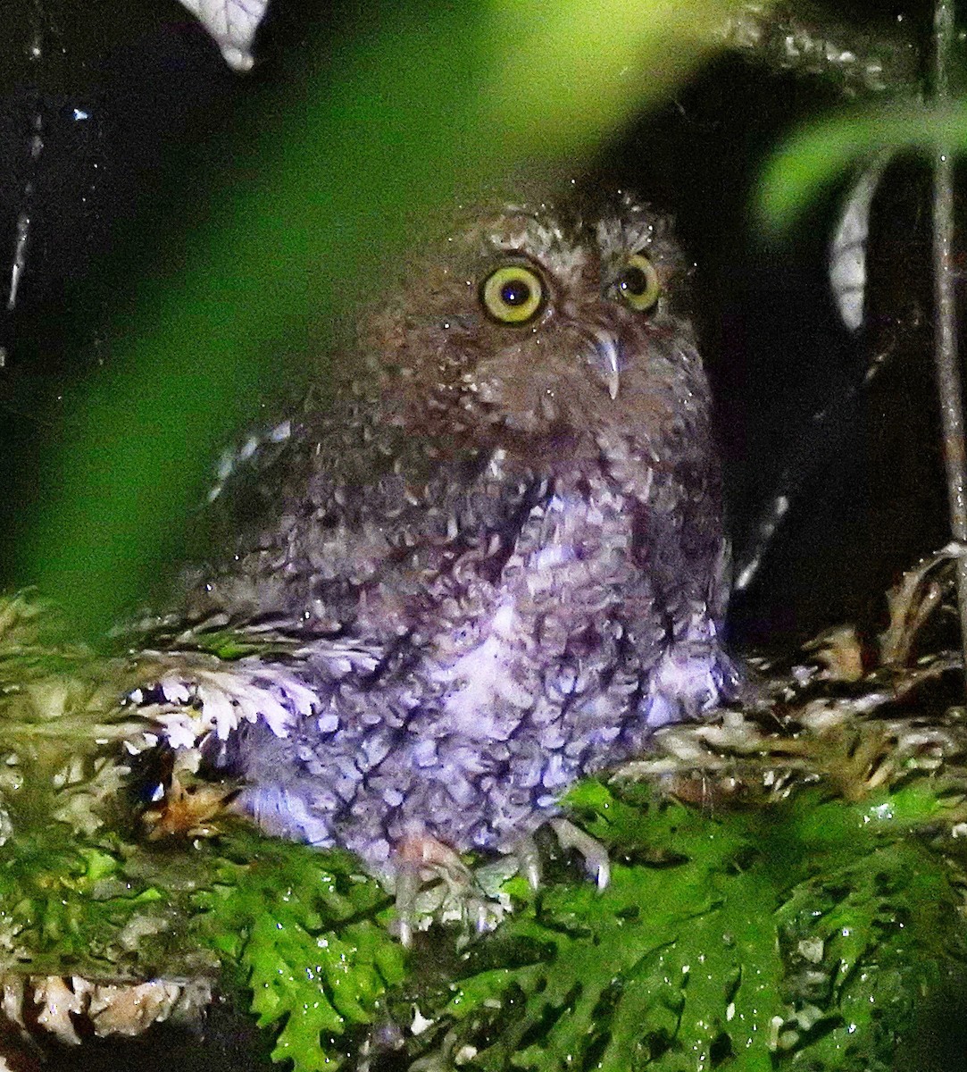 Bare-shanked Screech-Owl - ML620247635
