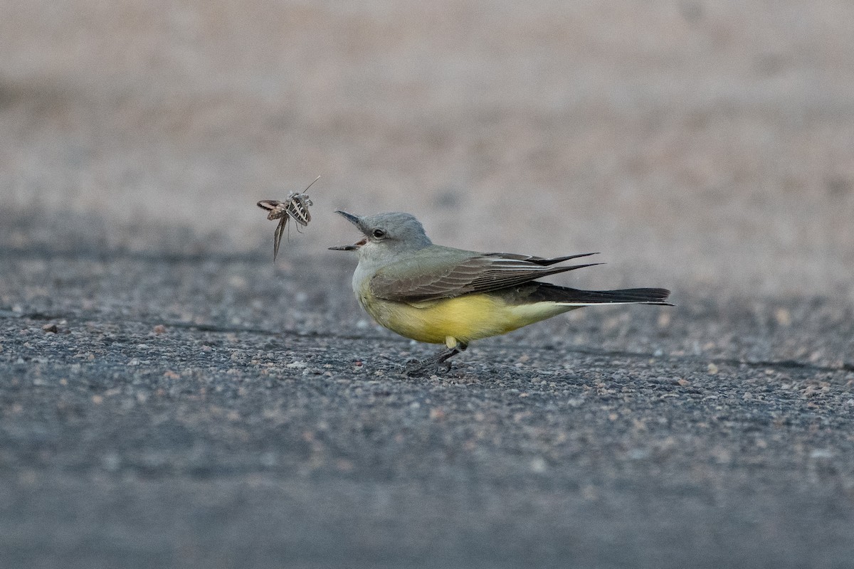 Western Kingbird - ML620247639