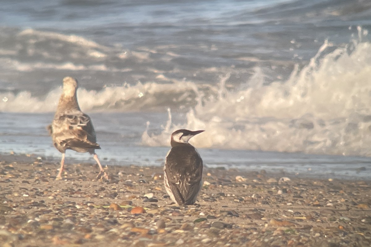 Guillemot marmette - ML620247641