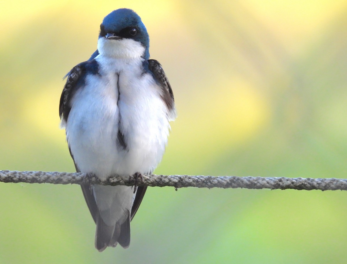 Golondrina Bicolor - ML620247651