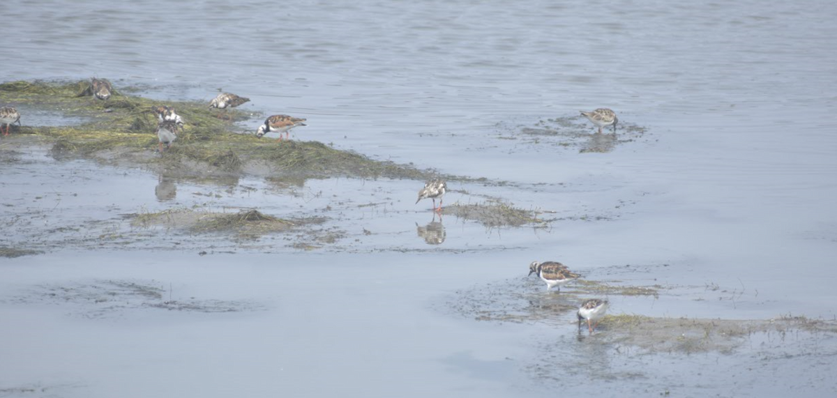 Ruddy Turnstone - ML620247652