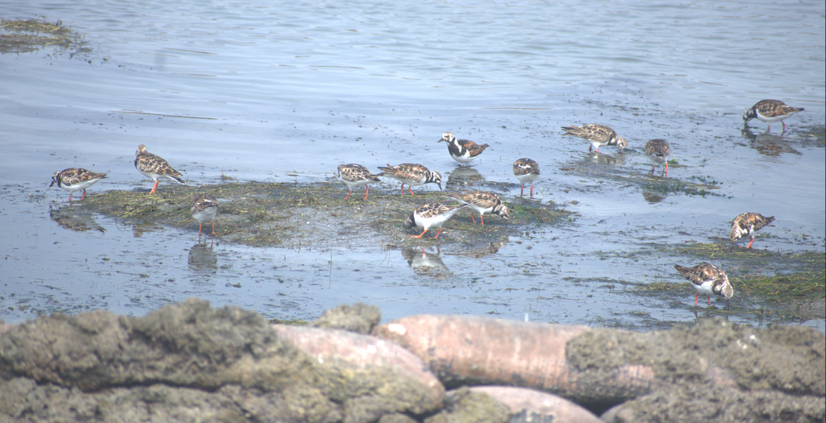 Ruddy Turnstone - ML620247655