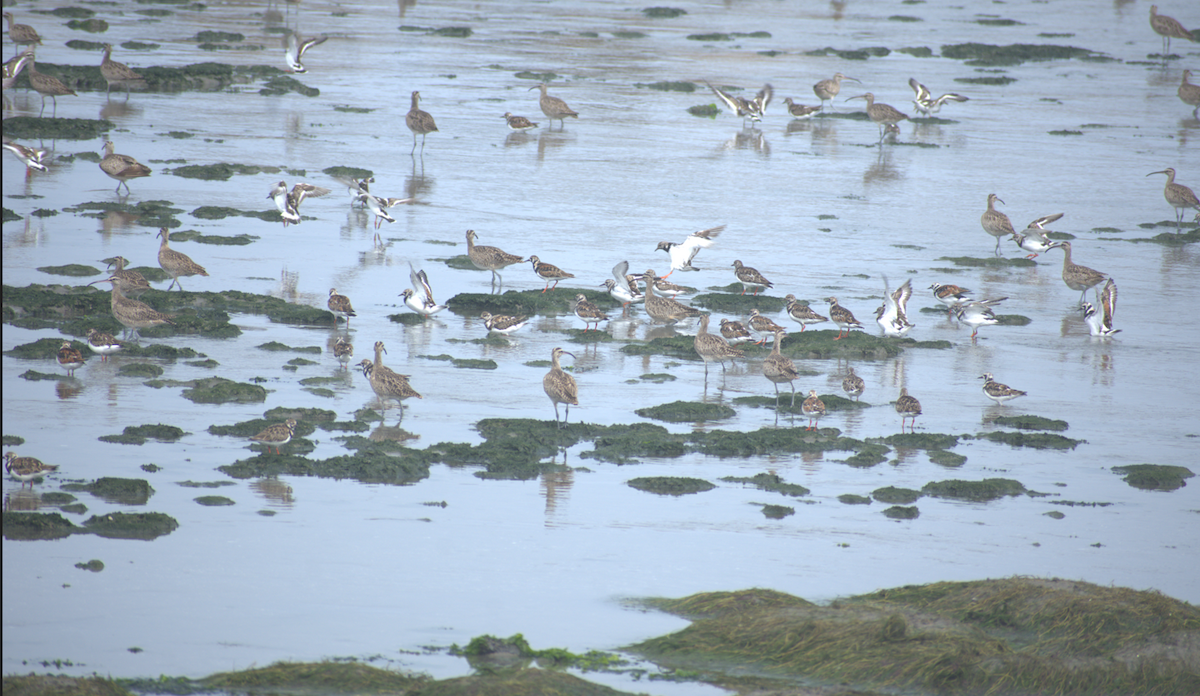 Ruddy Turnstone - ML620247656