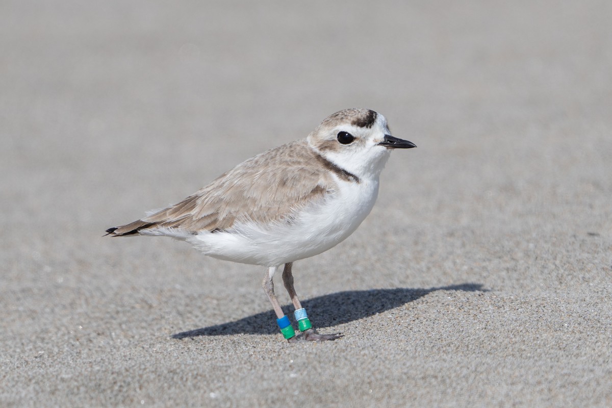 Snowy Plover - ML620247657