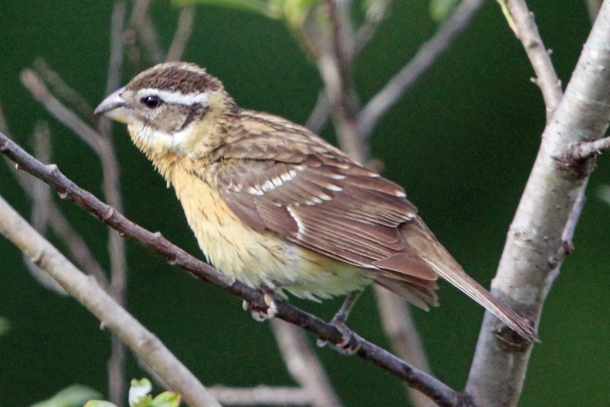 Black-headed Grosbeak - ML620247664