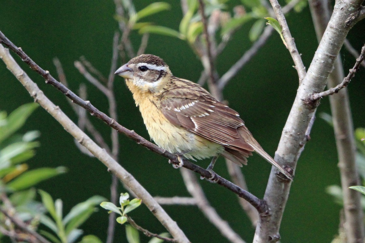 Black-headed Grosbeak - ML620247666