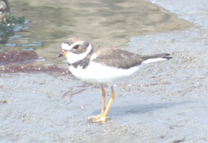 Semipalmated Plover - ML620247668