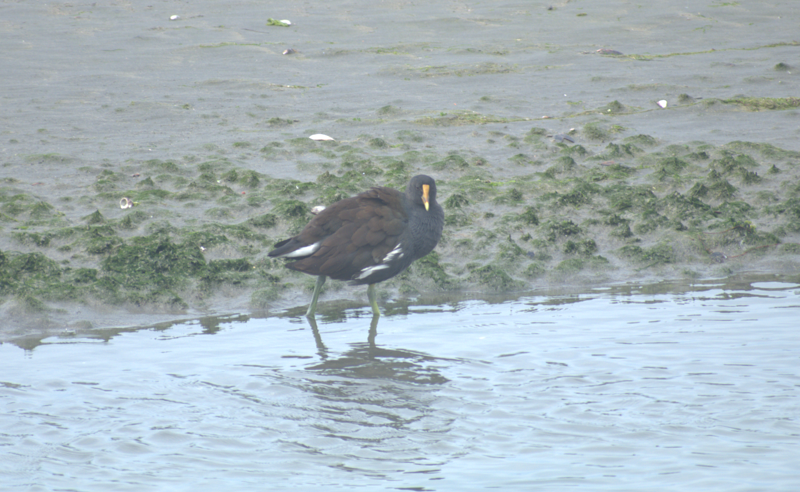 Gallinule d'Amérique - ML620247674