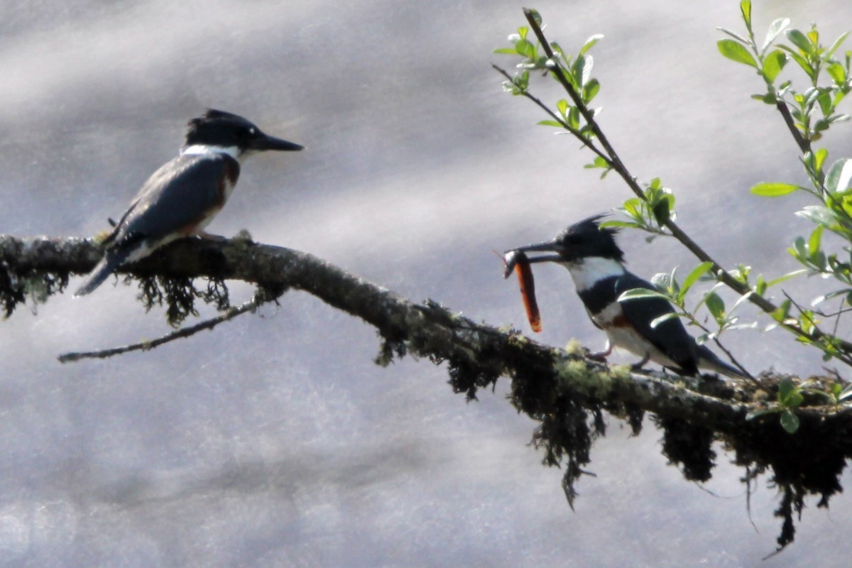 Belted Kingfisher - ML620247689