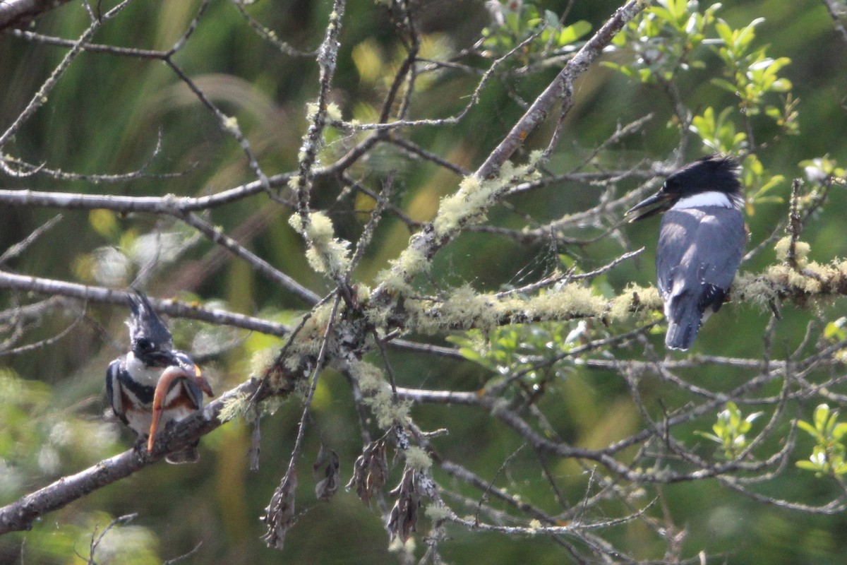 Belted Kingfisher - ML620247690