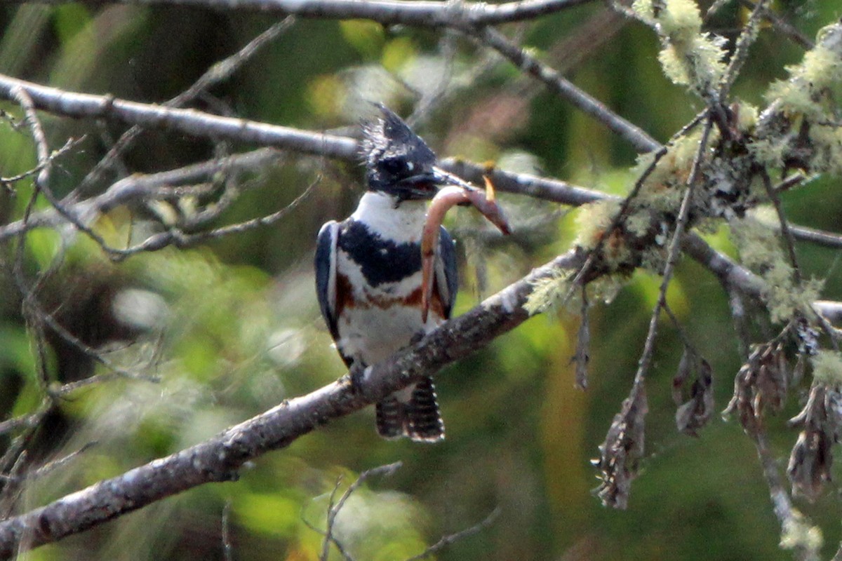 Belted Kingfisher - ML620247691