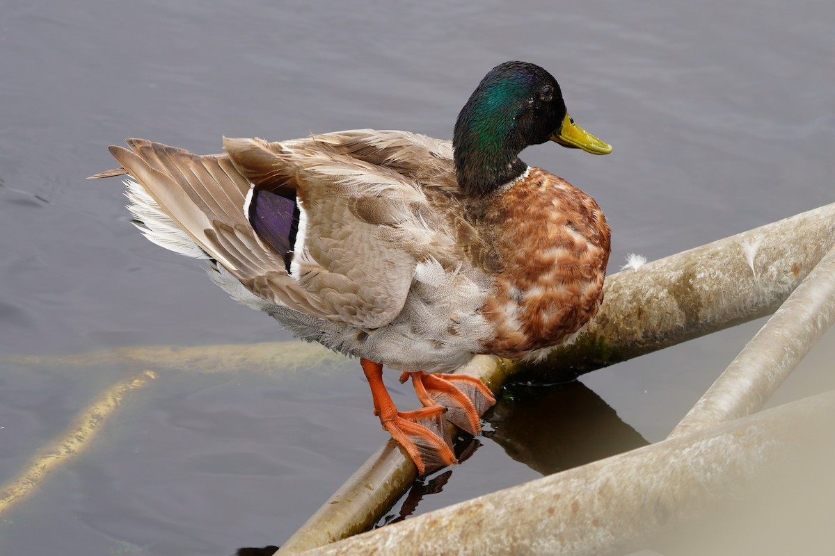 Mallard - ML620247692