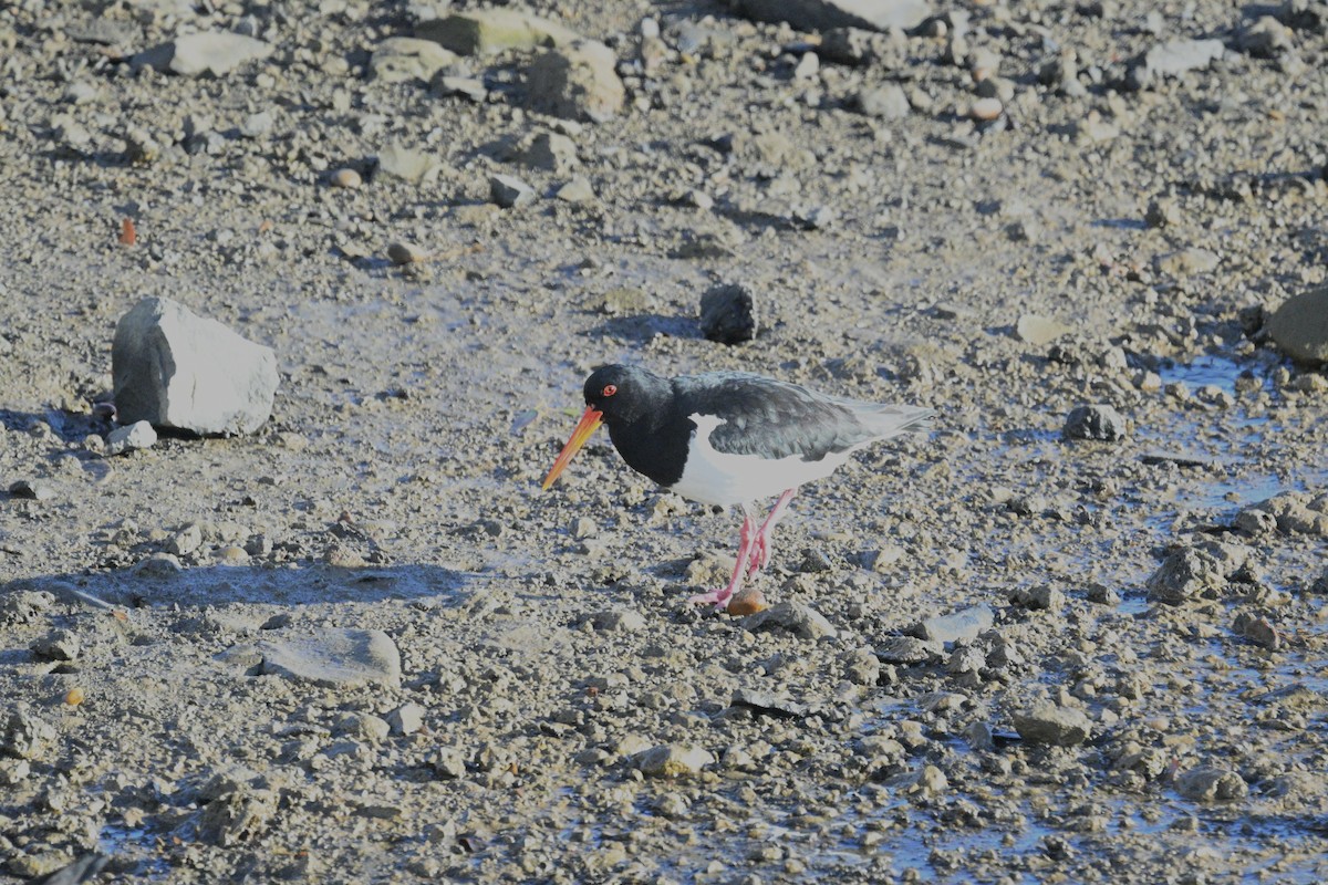 Pied Oystercatcher - ML620247694