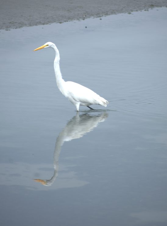 Grande Aigrette - ML620247704