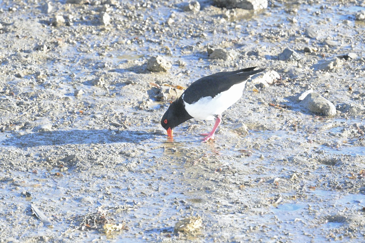 Pied Oystercatcher - ML620247708