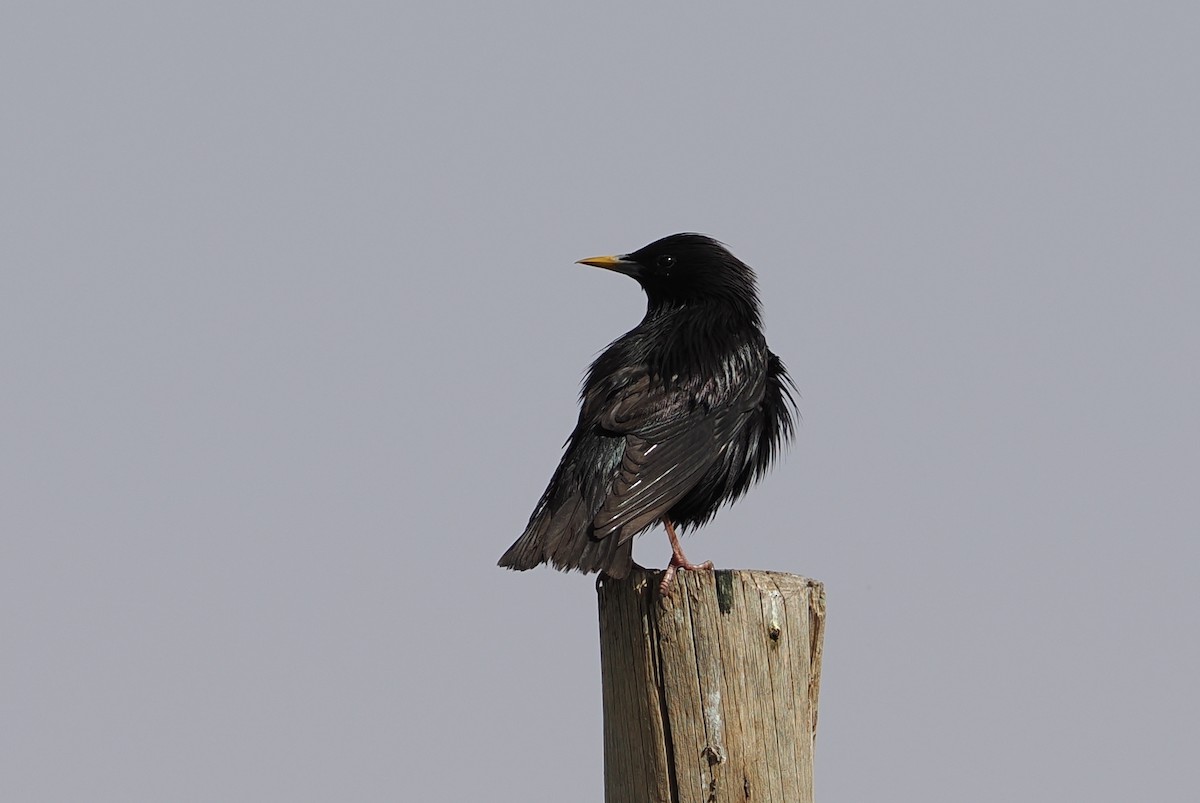 Spotless Starling - ML620247710