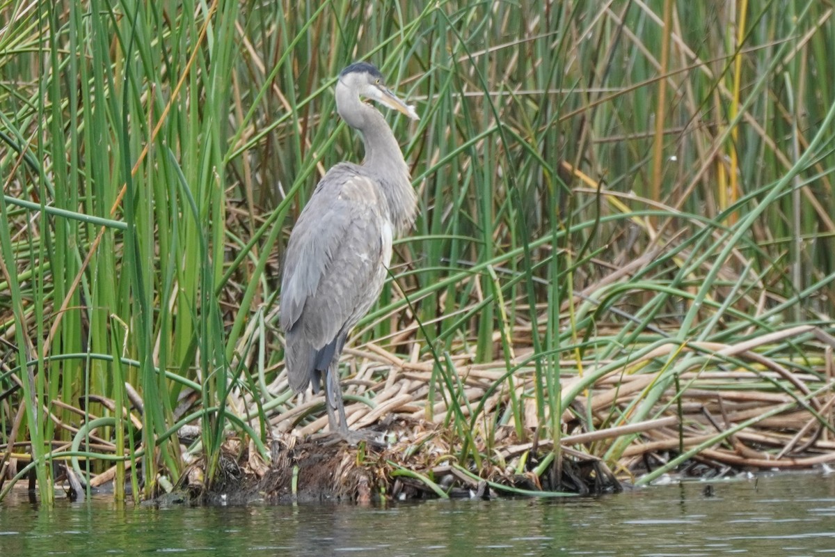 Great Blue Heron - ML620247714