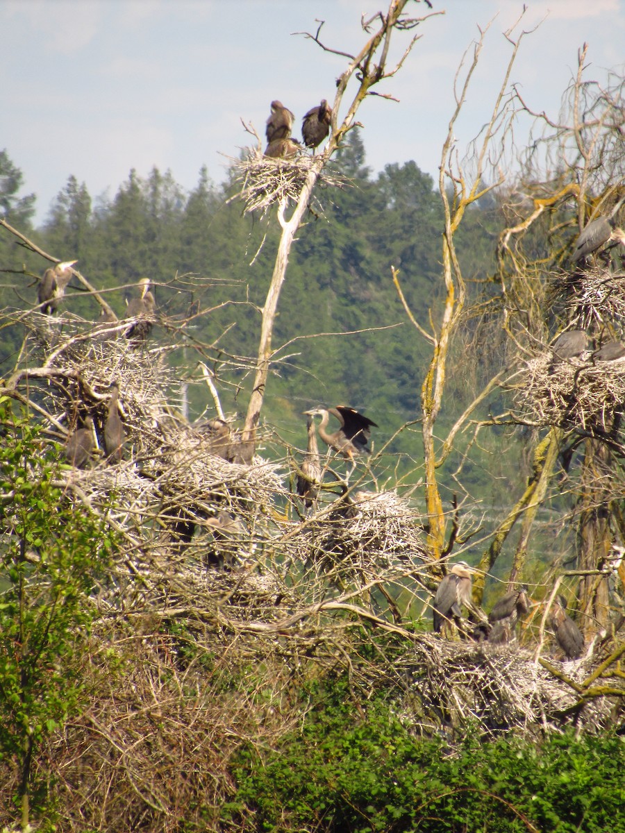 Great Blue Heron - ML620247723