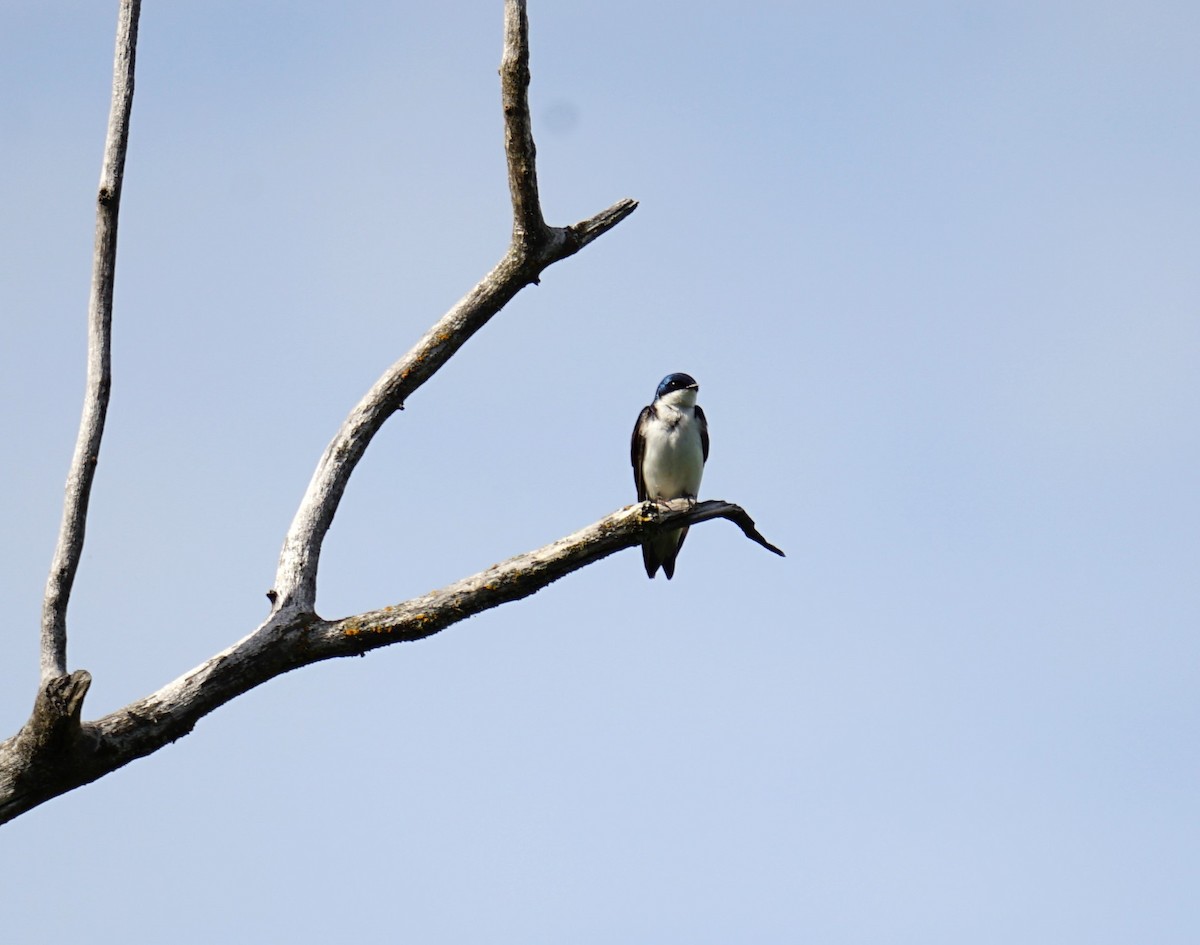 Tree Swallow - Pearl Bouchard