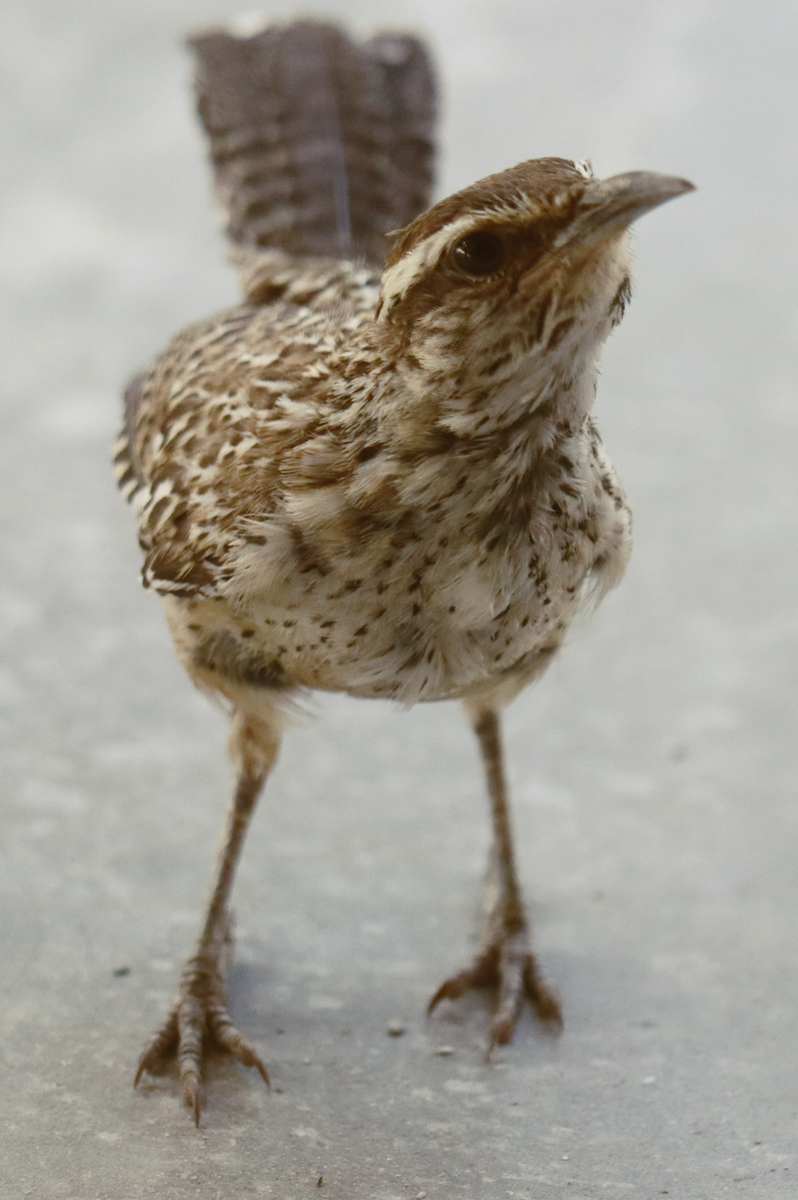 Cactus Wren - ML620247738