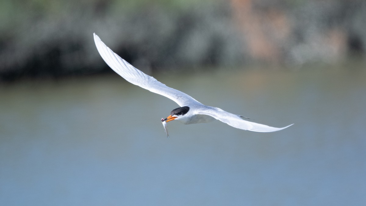 Forster's Tern - ML620247739