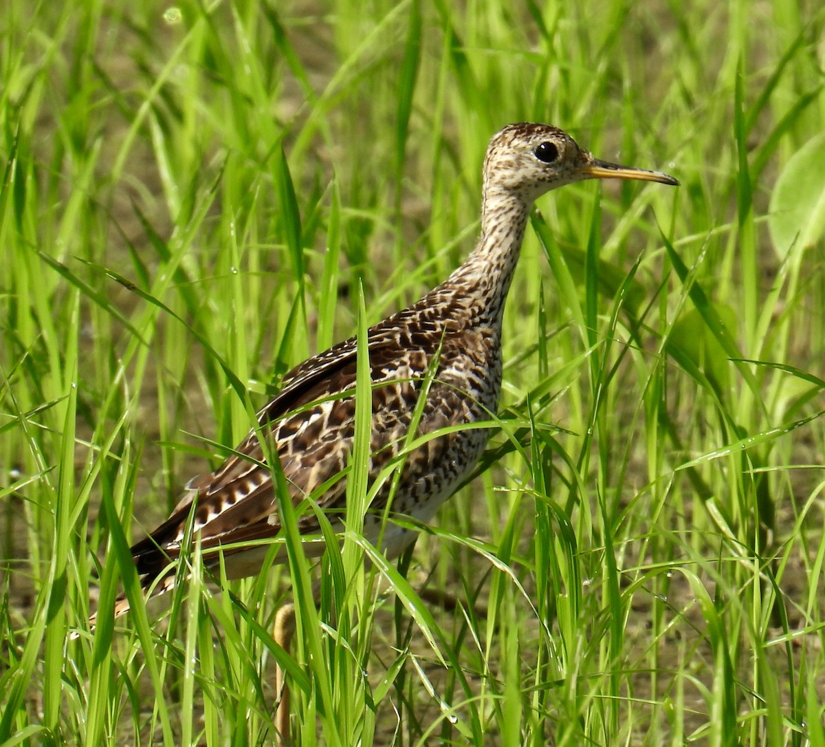 Upland Sandpiper - ML620247750