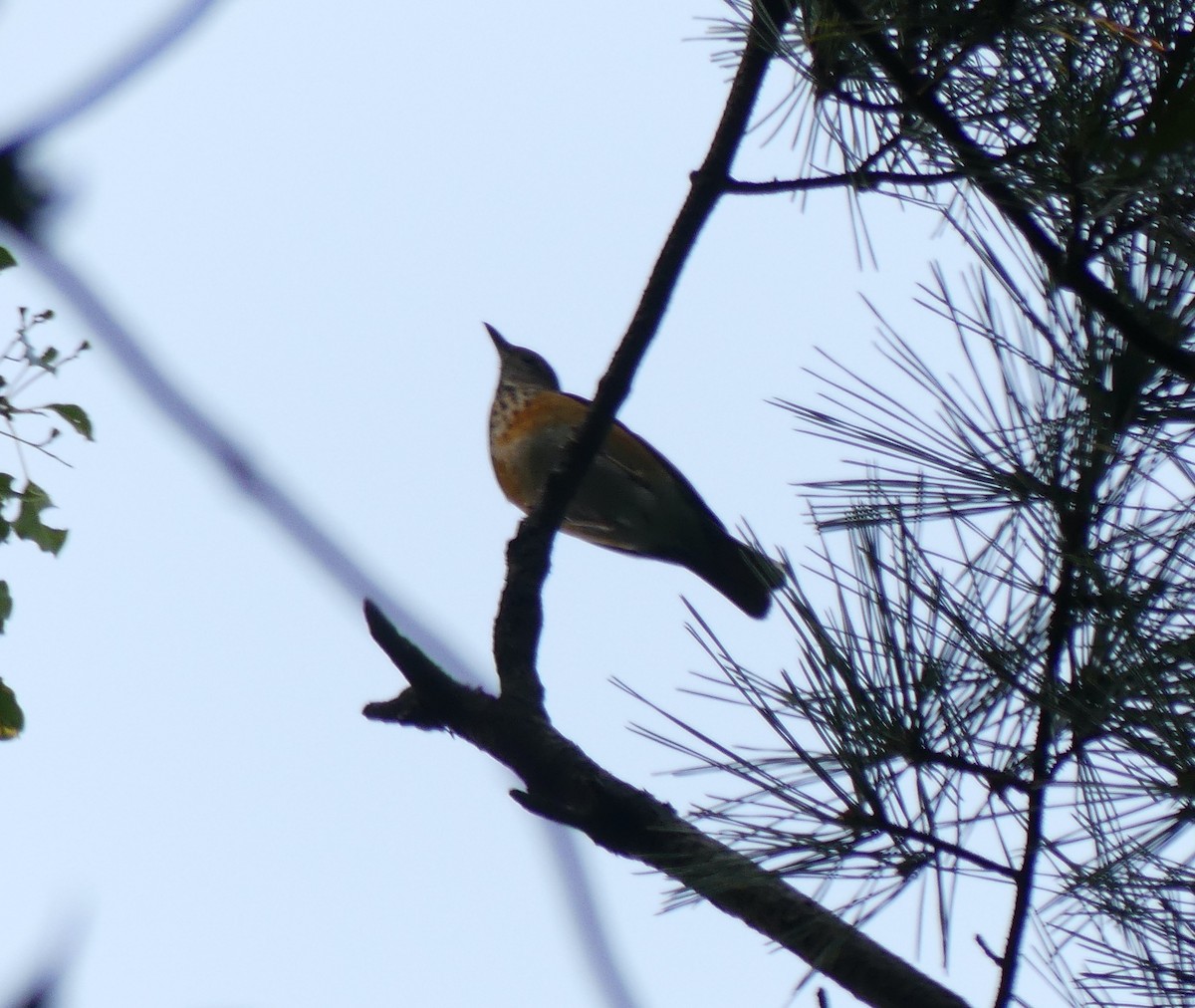 Gray-backed Thrush - ML620247755