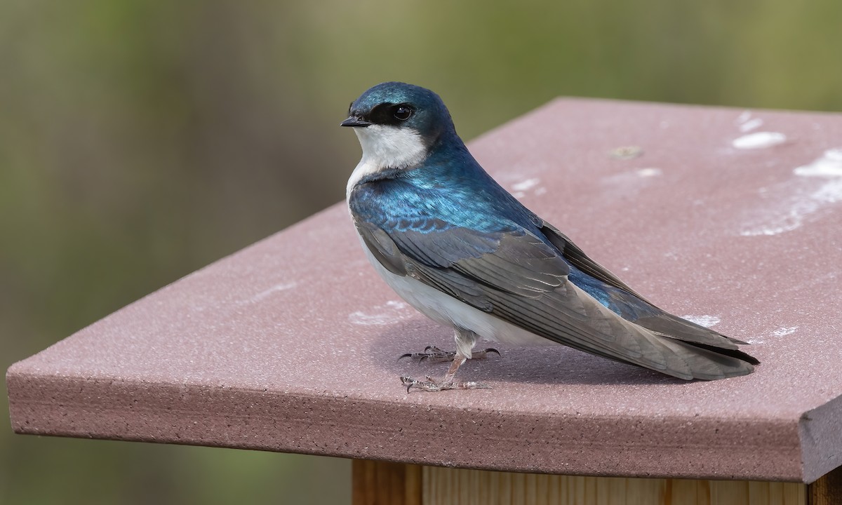 Tree Swallow - ML620247763